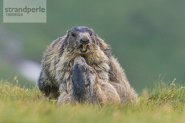 Murmeltiere (Marmota marmota) in den Alpen  Paarung  Spiel  Nationalpark Hohe Tauern  Österreich  Europa