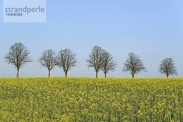 Raps (Brassica napus)  blühendes Rapsfeld vor einer Baumreihe blattloser Linden (Tilia)  blauer Himmel  Frühling  Nordrhein-Westfalen  Deutschland  Europa