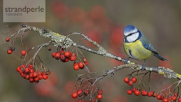 Blaumeise (Cyanistes caeruleus)  auf einem mit Flechten bedeckten Ebereschenzweig mit roten Beeren  Biosphärengebiet Schwäbische Alb  Baden-Württemberg  Deutschland  Europa