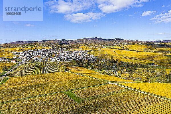 Luftaufnahme  goldene Weinberge im Herbst von oben  Rheingau  Region  Östrich  Winkel  Hallgarten  Hessen  Deutschland  Europa