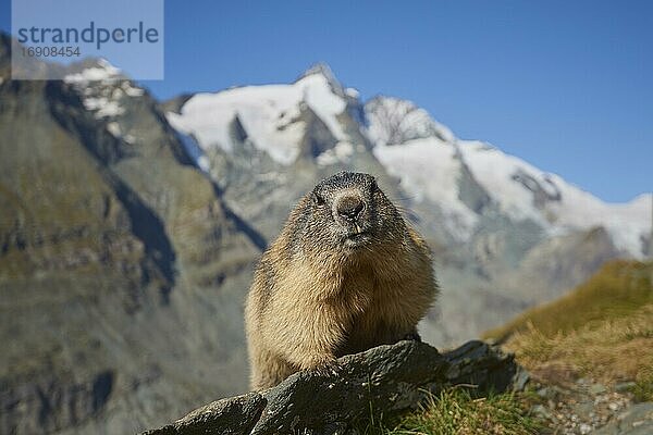Alpenmurmeltier (Marmota marmota)  sitzend auf einem Felsen  Bergkulisse  Großglockner  Nationalpark Hohe Tauern  Österreich  Europa