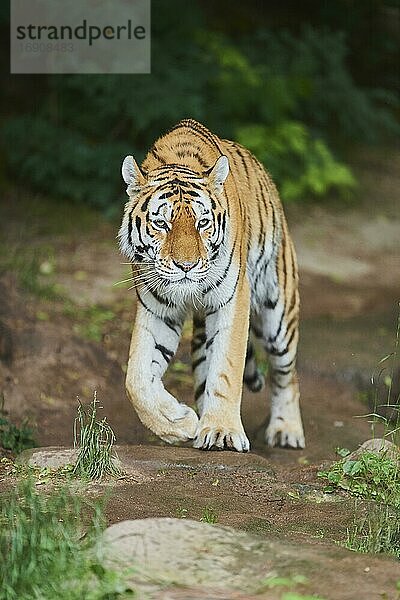 Sibirischer Tiger (Panthera tigris tigris)  gehend  captive