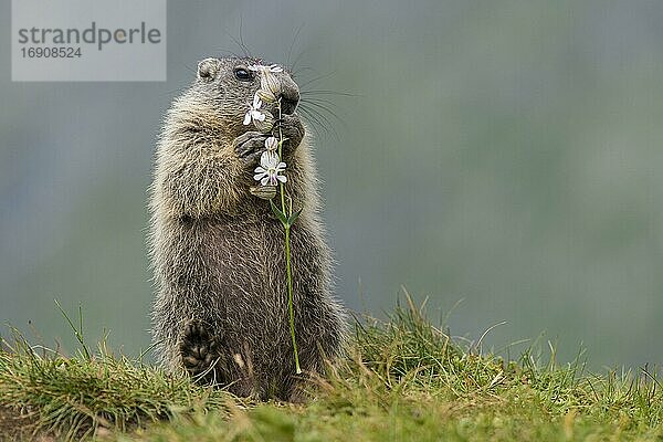 Junges Murmeltiere (Marmota marmota) frisst Blume in den Alpen  Nationalpark Hohe Tauern  Österreich  Europa