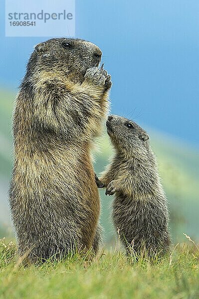 Murmeltier (Marmota marmota) mit Jungtier in den Alpen  Nationalpark Hohe Tauern  Österreich  Europa