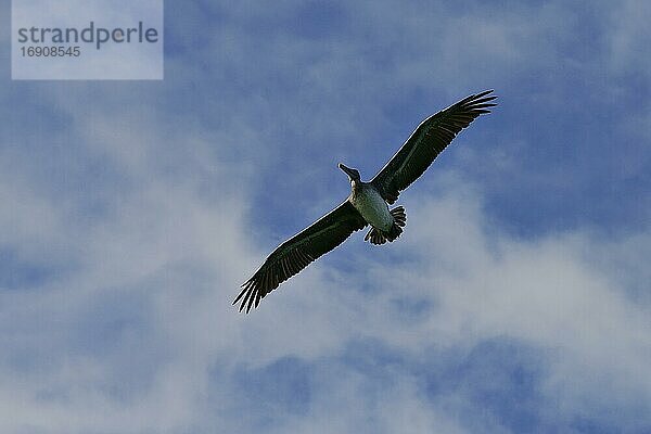 Brauner Pelikan (Pelecanus occidentalis) im Flug  Insel Isabela  Galapagos  Ecuador  Südamerika