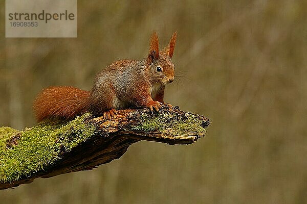 Eichhörnchen (Sciurus vulgaris) sitzt auf Totholz  Nordrhein-Westfalen  Deutschland  Europa