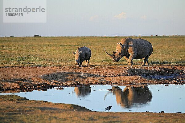 Zwei Breitmaulnashörner (Ceratotherium simum) an Wasserstelle  Spiegelung  Solio Ranch Wildlife Sanctuary  Kenia  Afrika