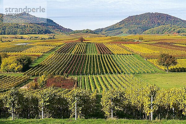 Herbstlich verfärbte Weinberge  bei Landau in der Pfalz  Südliche Weinstraße  Rheinland-Pfalz  Deutschland  Europa