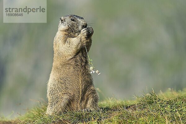 Murmeltier (Marmota marmota) in den Alpen  frisst Blume  Nationalpark Hohe Tauern  Österreich  Europa