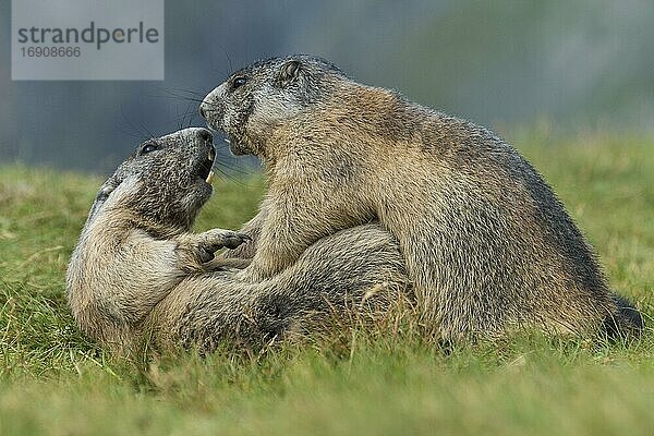 Murmeltiere (Marmota marmota) in den Alpen  Kampf  Spiel  Paarung  Nationalpark Hohe Tauern  Österreich  Europa