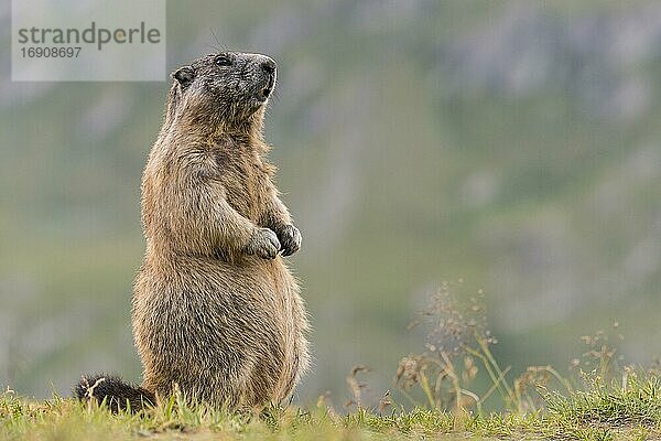 Murmeltier (Marmota marmota) in den Alpen  Nationalpark Hohe Tauern  Österreich  Europa