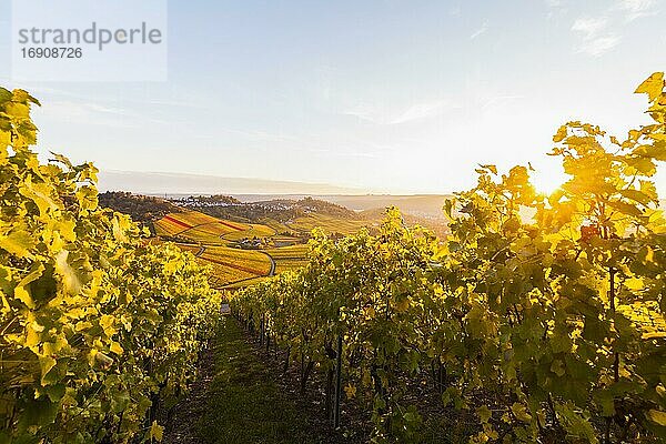 Weinberg  dahinter Stuttgart-Rotenberg  Herbst  Weinbau  Stuttgart  Baden-Württemberg  Deutschland  Europa