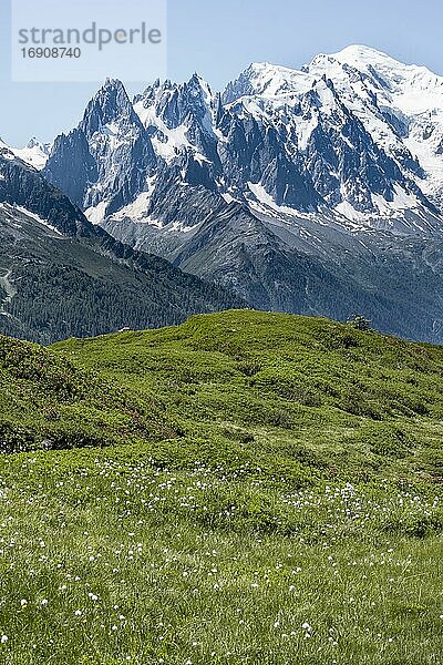 Wollgras am Aiguillette de Poisettes  hinten Aiguille du Midi und Mont Blanc  Chamonix  Haute-Savoie  Frankreich  Europa