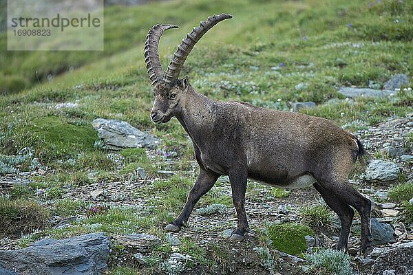Alpensteinbock (Capra ibex)  Steinbock  Berg  Alpen  Nationalpark Hohe Tauern  Österreich  Europa