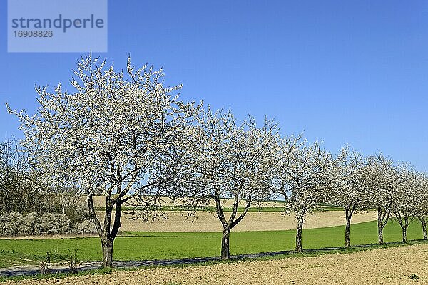 Kirschbäume (Prunus) in der Blütezeit an einer Landstraße  blauer Himmel  Nordrhein-Westfalen  Deutschland  Europa