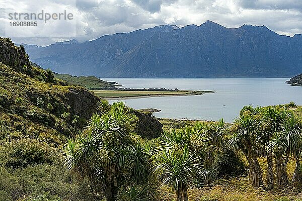 Ausblick auf Berge und Lake Hawea mit Palmen  The Neck  Otago  Südinsel  Neuseeland  Ozeanien