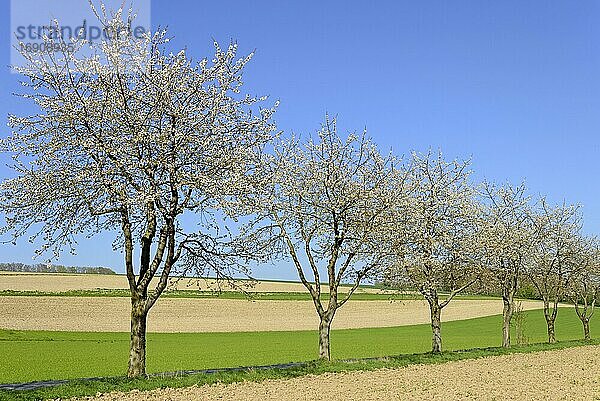Kirschbäume (Prunus) in der Blütezeit an einer Landstraße  blauer Himmel  Nordrhein-Westfalen  Deutschland  Europa
