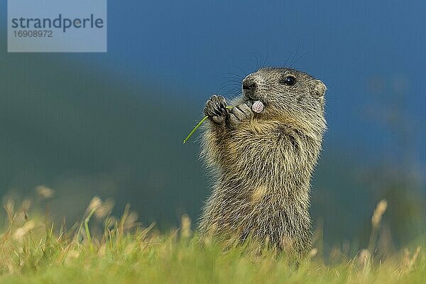 Junges Murmeltier (Marmota marmota) in den Alpen  frisst Blume  Nationalpark Hohe Tauern  Österreich  Europa