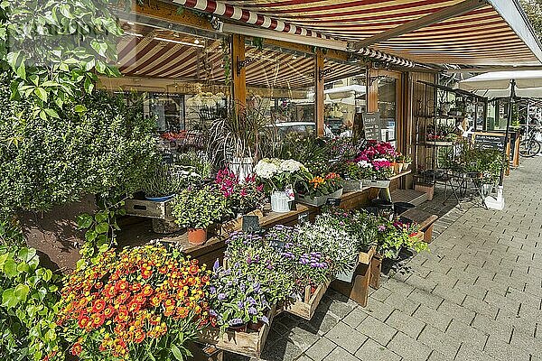 Blumenladen mit verschiedenen Gartenpflanzen  Wiener Platz  München  Oberbayern  Bayern  Deutschland  Europa