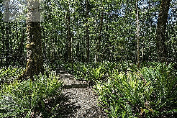 Wanderweg durch Wald mit Farnen  Gemäßigter Regenwald  Kepler Track  Great Walk  Fiordland National Park  Southland  Neuseeland  Ozeanien