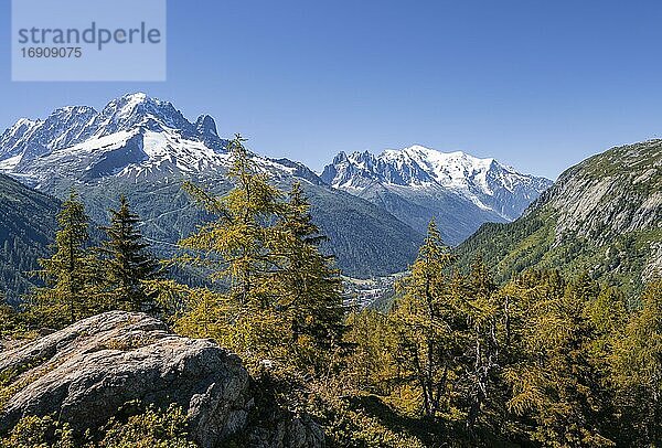 Lärchen in Herbstfärbung  Bergpanorama vom Aiguillette des Posettes  Gipfel Aiguille Verte  Aiguille du Midi und Mont Blanc  Chamonix  Haute-Savoie  Frankreic
