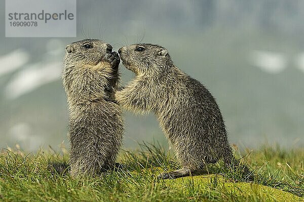Junge Murmeltiere (Marmota marmota) in den Alpen  Nationalpark Hohe Tauern  Österreich  Europa