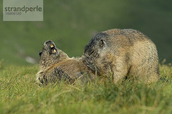 Murmeltiere (Marmota marmota) in den Alpen  Paarung  Nationalpark Hohe Tauern  Österreich  Europa