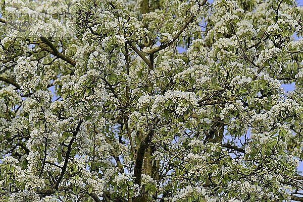 Birnenbaum (Pyrus)  Baumkrone in der Blütezeit  Nordrhein-Westfalen  Deutschland  Europa