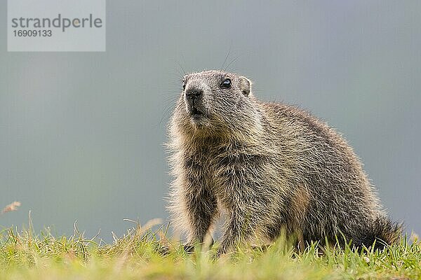 Junges Murmeltier (Marmota marmota) in den Alpen  Nationalpark Hohe Tauern  Österreich  Europa