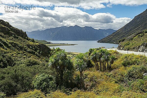 Ausblick auf Berge und Lake Hawea mit Palmen  The Neck  Otago  Südinsel  Neuseeland  Ozeanien