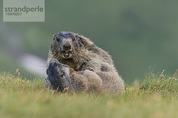 Murmeltiere (Marmota marmota) in den Alpen  Paarung  Spiel  Nationalpark Hohe Tauern  Österreich  Europa