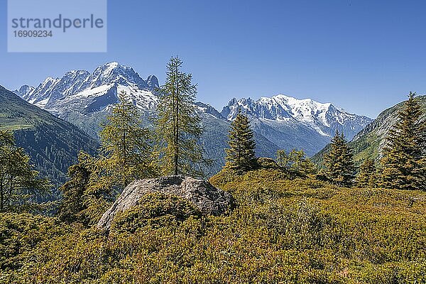 Lärchen in Herbstfärbung  Bergpanorama vom Aiguillette des Posettes  Gipfel Aiguille Verte  Aiguille du Midi und Mont Blanc  Chamonix  Haute-Savoie  Frankreich  Europa