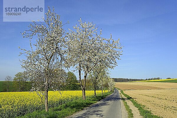 Obstbäume  Birnenbäume (Pyrus) und Kirschbäume (Prunus) in der Blütezeit an einer Landstraße  blauer Himmel  Nordrhein-Westfalen  Deutschland  Europa