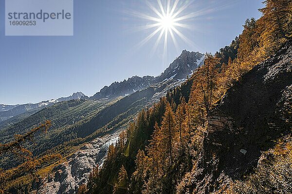 Lärchen in Herbstfärbung  Gipfel des Aiguille du Midi  Chamonix  Haute-Savoie  Frankreich  Europa
