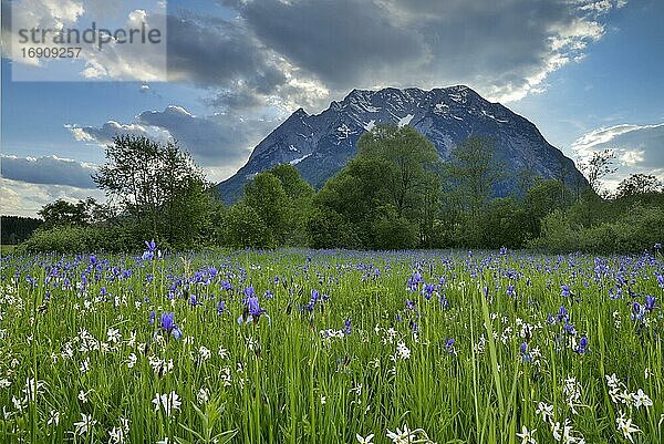 Wiese mit Weißen Berg-Narzissen (Narcissus radiiflorus) und Sibirischer Schwertlilie (Iris sibirica)  dahinter der Grimming  Steiermark  Österreich  Europa