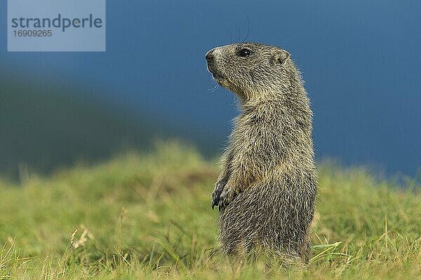 Junges Murmeltier (Marmota marmota) in den Alpen  Nationalpark Hohe Tauern  Österreich  Europa