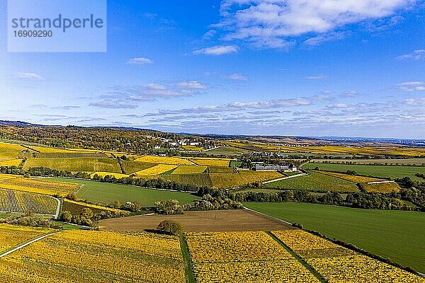 Luftaufnahme  goldene Weinberge im Herbst von oben  Rheingau  Region  Östrich  Winkel  Hallgarten  Hessen  Deutschland  Europa