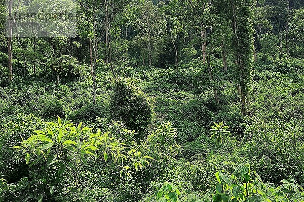Regenwald  Bwindi National Park  Uganda  Afrika