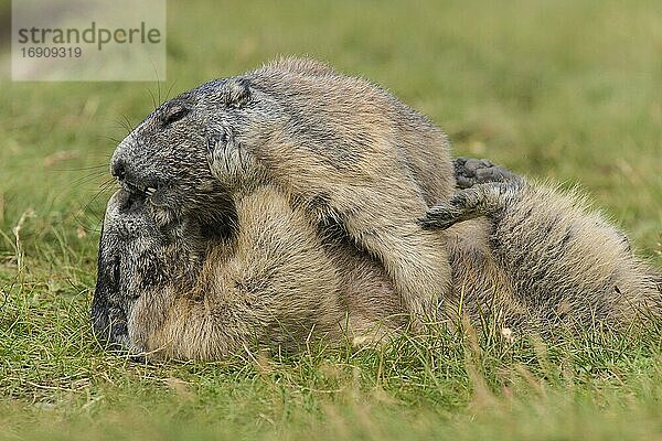 Murmeltiere (Marmota marmota) bei der Paarung in den Alpen  spielen  Nationalpark Hohe Tauern  Österreich  Europa