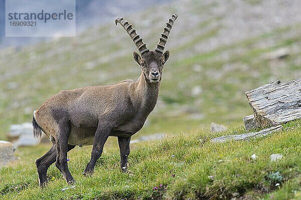 Alpensteinbock (Capra ibex)  Steinbock  Berg  Alpen  Nationalpark Hohe Tauern  Österreich  Europa