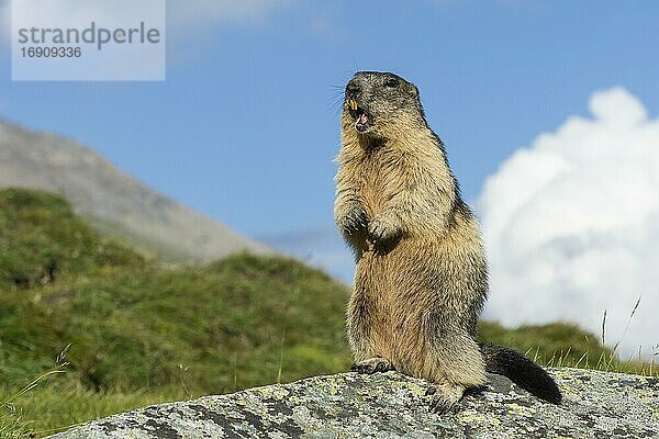 Murmeltier (Marmota marmota) in den Alpen  Warnruf  pfeift  Nationalpark Hohe Tauern  Österreich  Europa