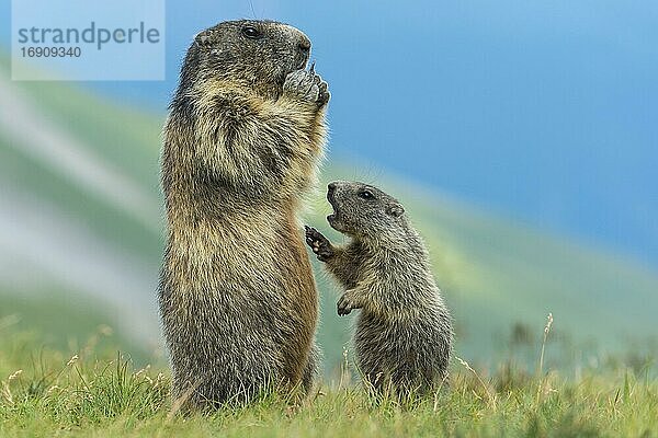 Murmeltier (Marmota marmota) mit Jungtier in den Alpen  Nationalpark Hohe Tauern  Österreich  Europa