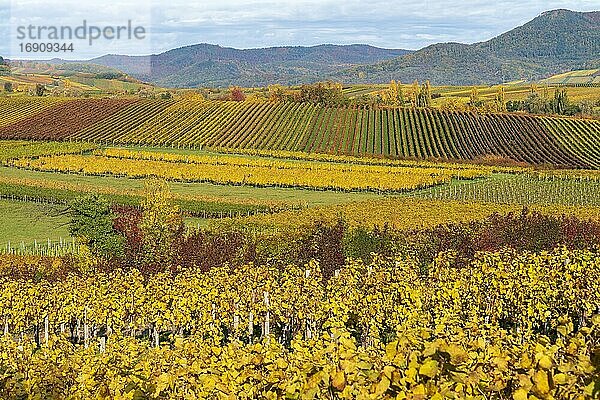 Herbstlich verfärbte Weinberge  bei Landau in der Pfalz  Südliche Weinstraße  Rheinland-Pfalz  Deutschland  Europa