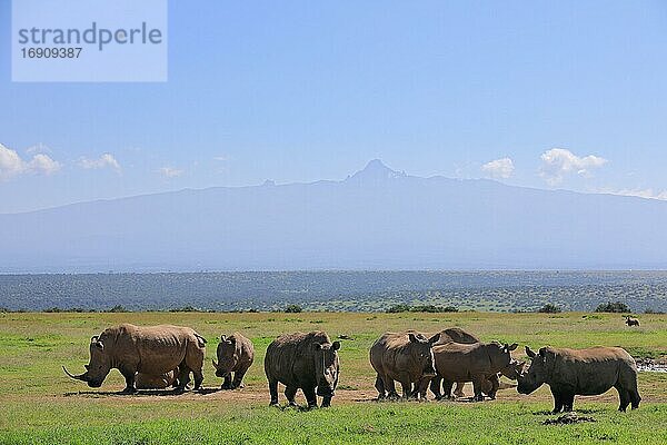 Breitmaulnashörner (Ceratotherium simum)  Herde vor Mount Kenya  Solio Ranch Wildlife Sanctuary  Kenia  Afrika