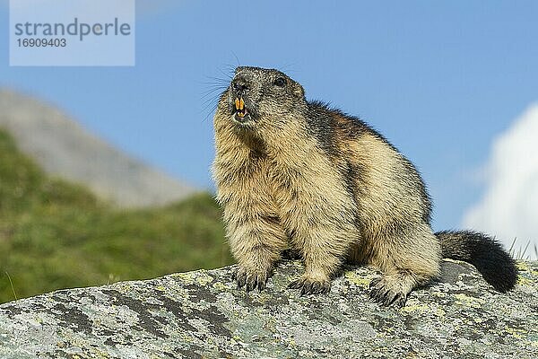 Murmeltier (Marmota marmota) in den Alpen  Nationalpark Hohe Tauern  Österreich  Europa