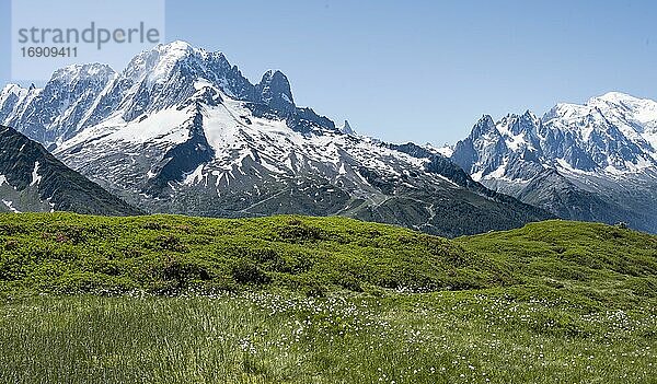 Wollgras am Aiguillette de Poisettes  links Aiguille Verte  rechts Aiguille du Midi und Mont Blanc  Chamonix  Haute-Savoie  Frankreich  Europa