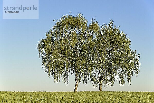 Birken (Betula)  zwei Bäume am Getreidefeld im Frühling  Nordrhein-Westfalen  Deutschland  Europa