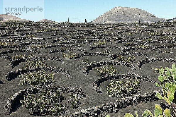 Typischer Weinanbau auf schwarzer Lavaerde  Lanzarote  Kanarische Inseln  Spanien  Europa