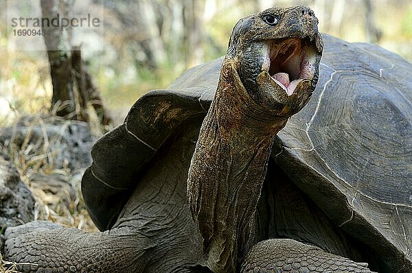 Galapagos-Riesenschildkröten (Chelonoidis nigra) faucht  Insel Floreana  Galapagos  Ecuador  Südamerika