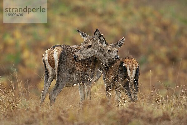 Rothirsch (Cervus elaphus) Mutter und jugendliches Rehkitz zusammen auf einem Hügel  Leicestershire  England  Vereinigtes Königreich